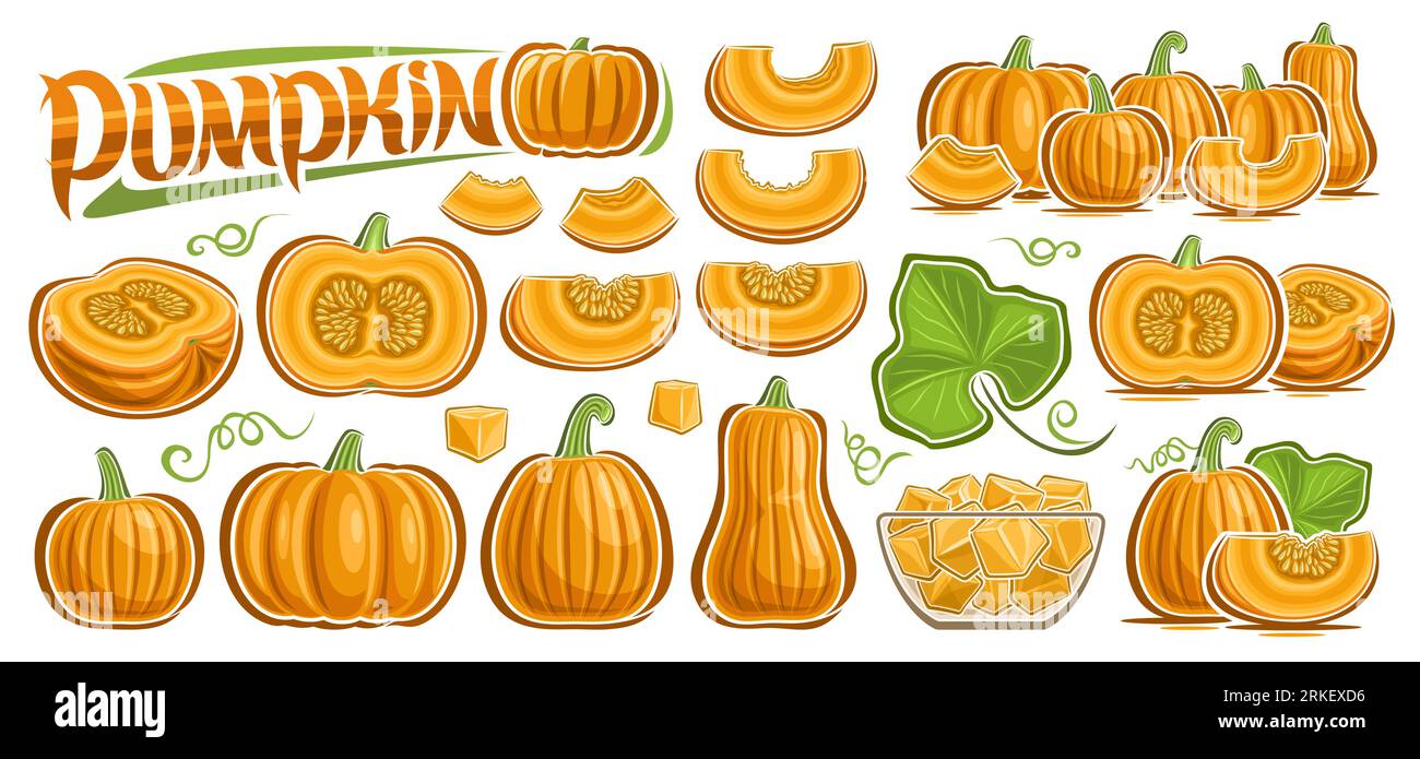 Vector Pumpkin Set, big collection of outline illustration pumpkin and squash vegan compositions, set of cut out various organic fruits with raw seeds Stock Vector