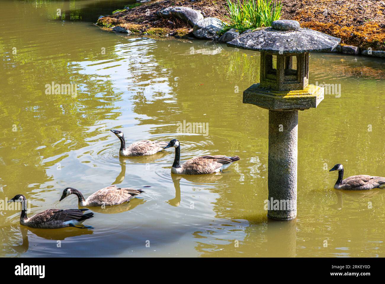 Japanese water birds hi-res stock photography and images - Alamy