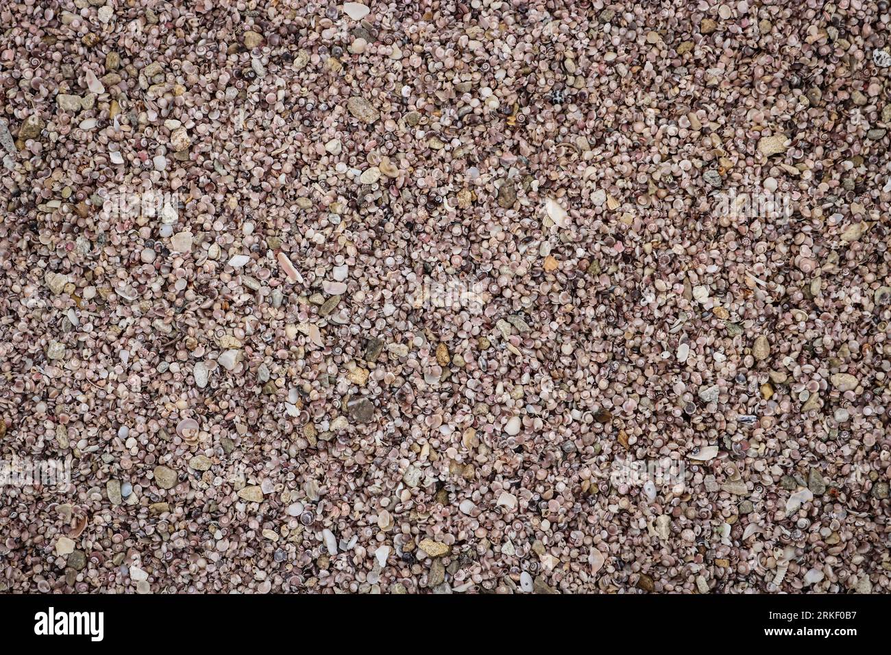 Background of small pinkish shells, texture for design. Stock Photo