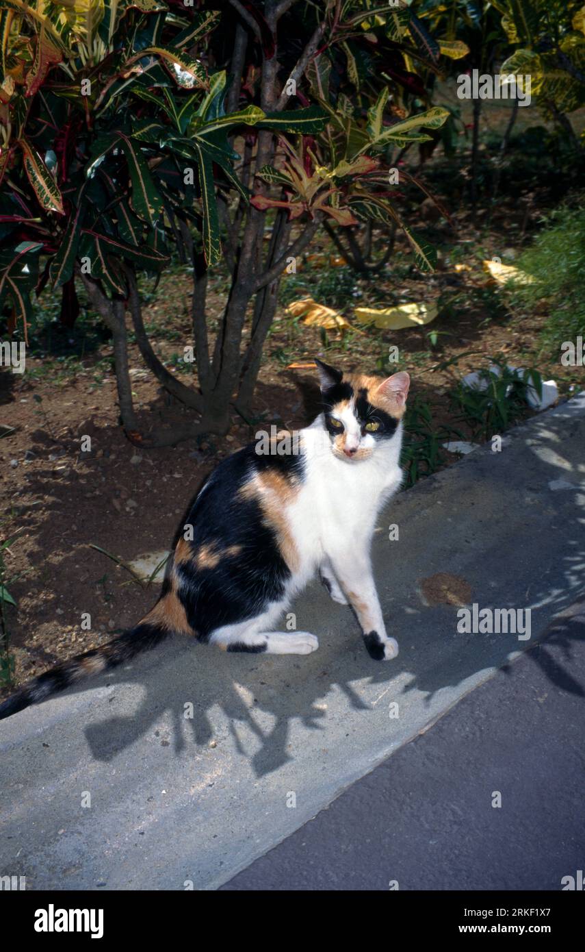 Tortoiseshell cat sitting hi-res stock photography and images - Alamy