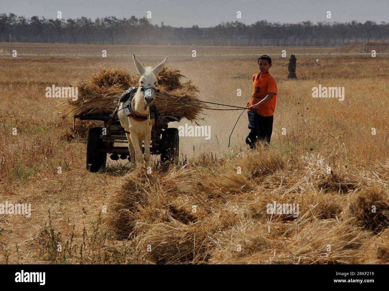 Donkey cart hi-res stock photography and images - Page 31 - Alamy