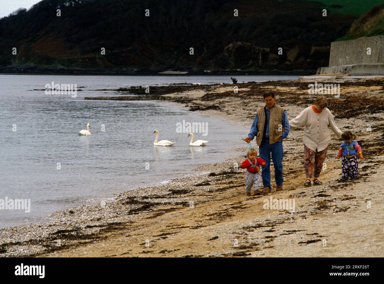 Falmouth Cornwall England Family Walking on Beach And Swans Swimming in Sea Stock Photo