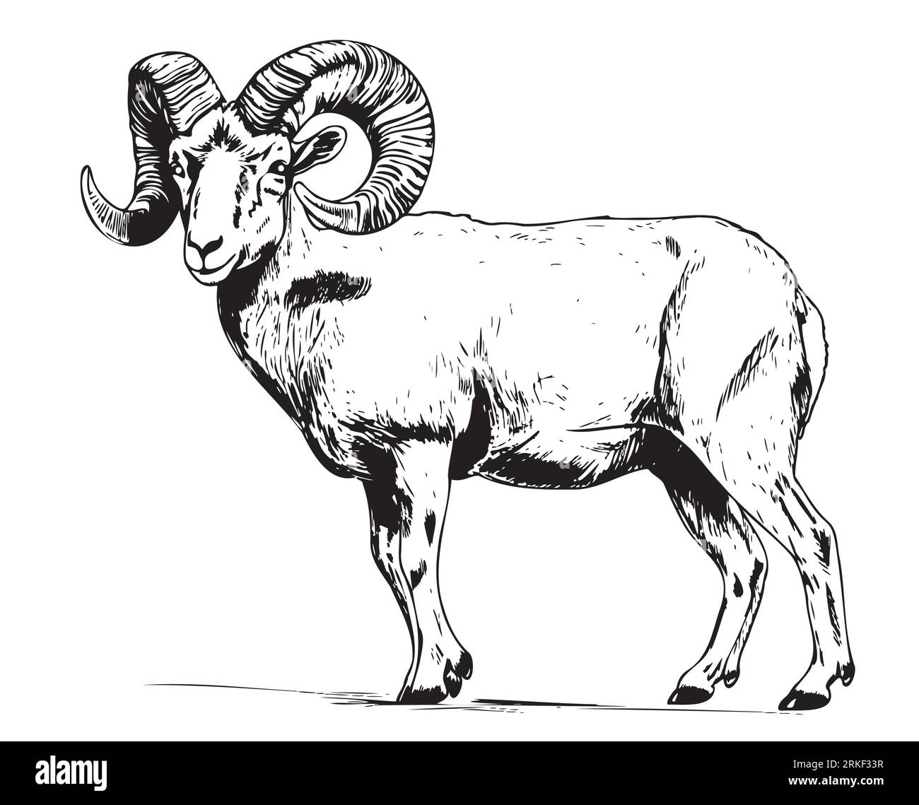 Ram Sheep farm hand drawn sketch illustration Cattle Stock Vector Image