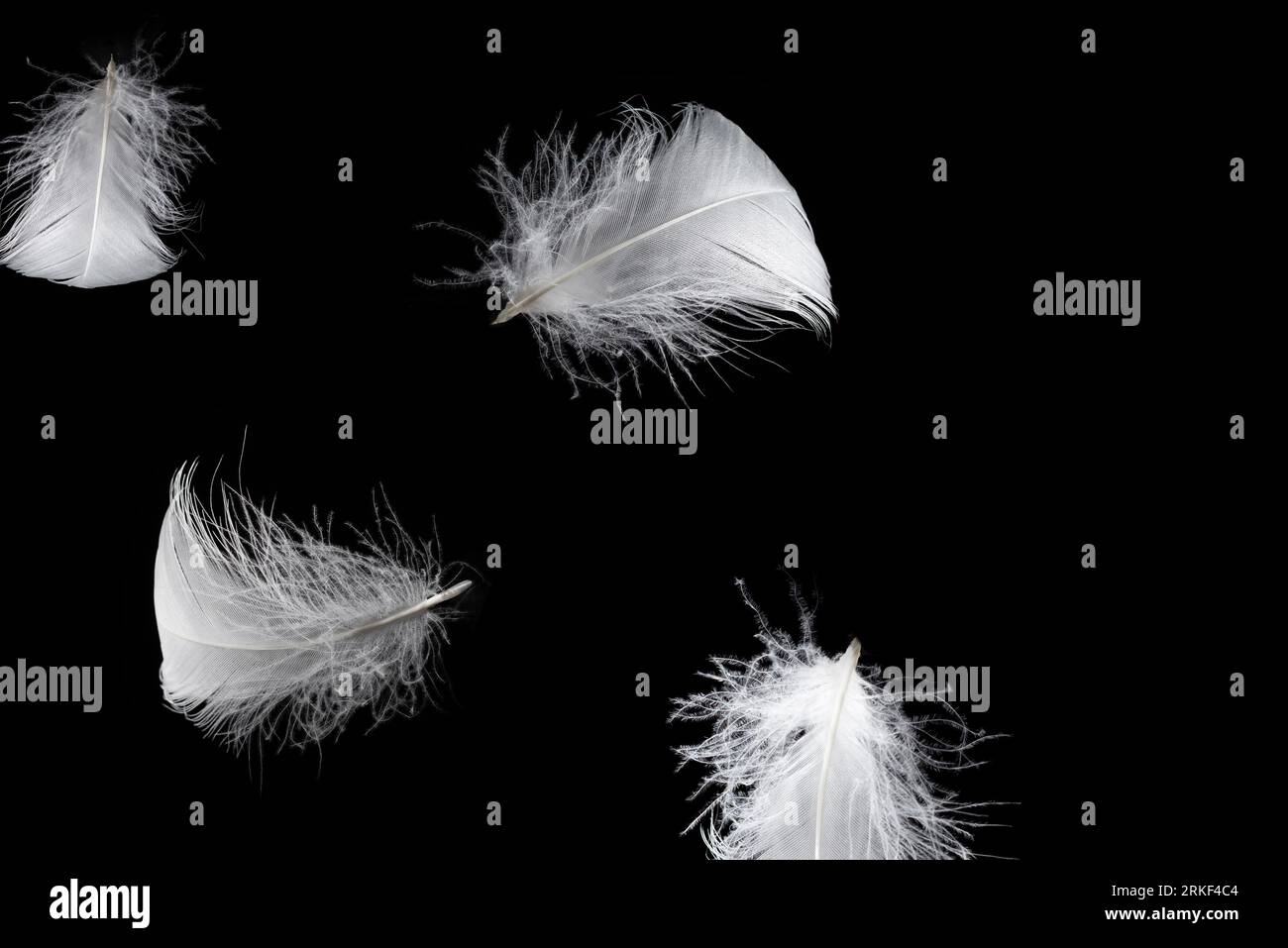 White floating feather isolated on a black background. Stock Photo