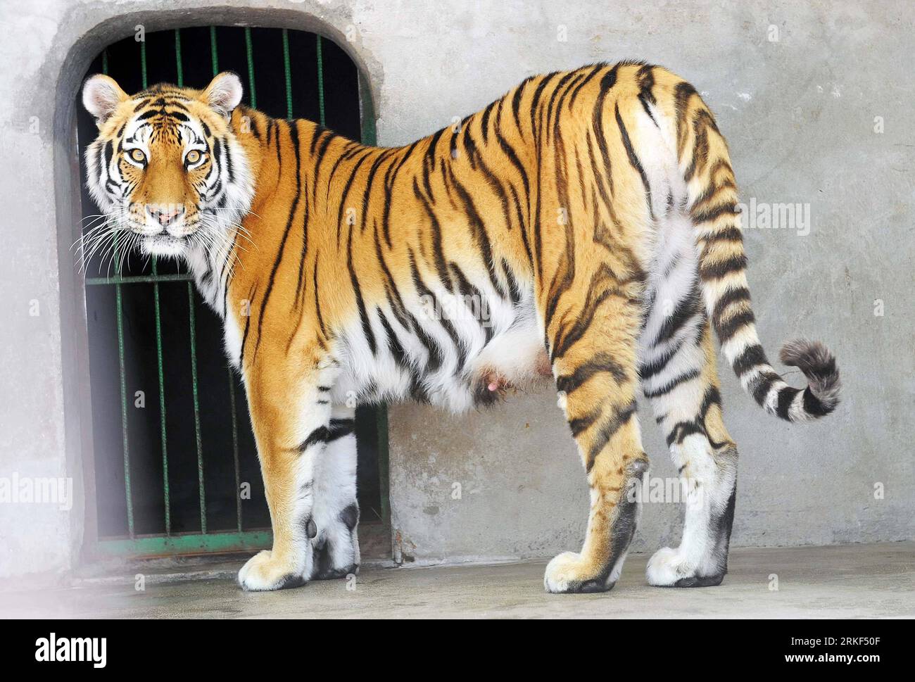 Bildnummer: 55344461  Datum: 13.05.2011  Copyright: imago/Xinhua (110513) -- KUNSHAN, May 13, 2011 (Xinhua) -- The mother tiger named Xiaoxue who has to be separated from her quadruplet babies for a moment stands in a cage at the zoo in Tinglin Park in Kunshan, east China s Jiangsu Province, May 13, 2011. The four tigers were born by Xiaoxue on May 1 this year. Xiaoxue has given birth to 11 baby tigers over four times from 2008 to 2011, Xiaoxue and is honored as heroine tiger . (Xinhua/Cheng Qi) (yyq) CHINA-KUNSHAN-QUADRUPLETS OF TIGERS (CN) PUBLICATIONxNOTxINxCHN Gesellschaft Tiere kbdig xcb Stock Photo