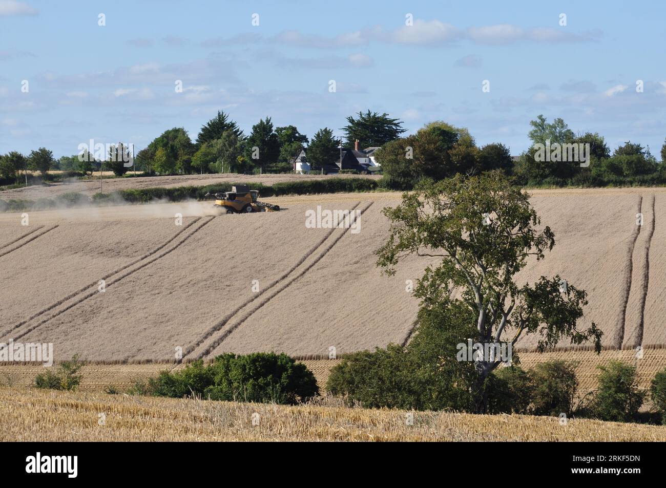 Harvest north of Glemsford, Suffolk, England, UK Stock Photo Alamy