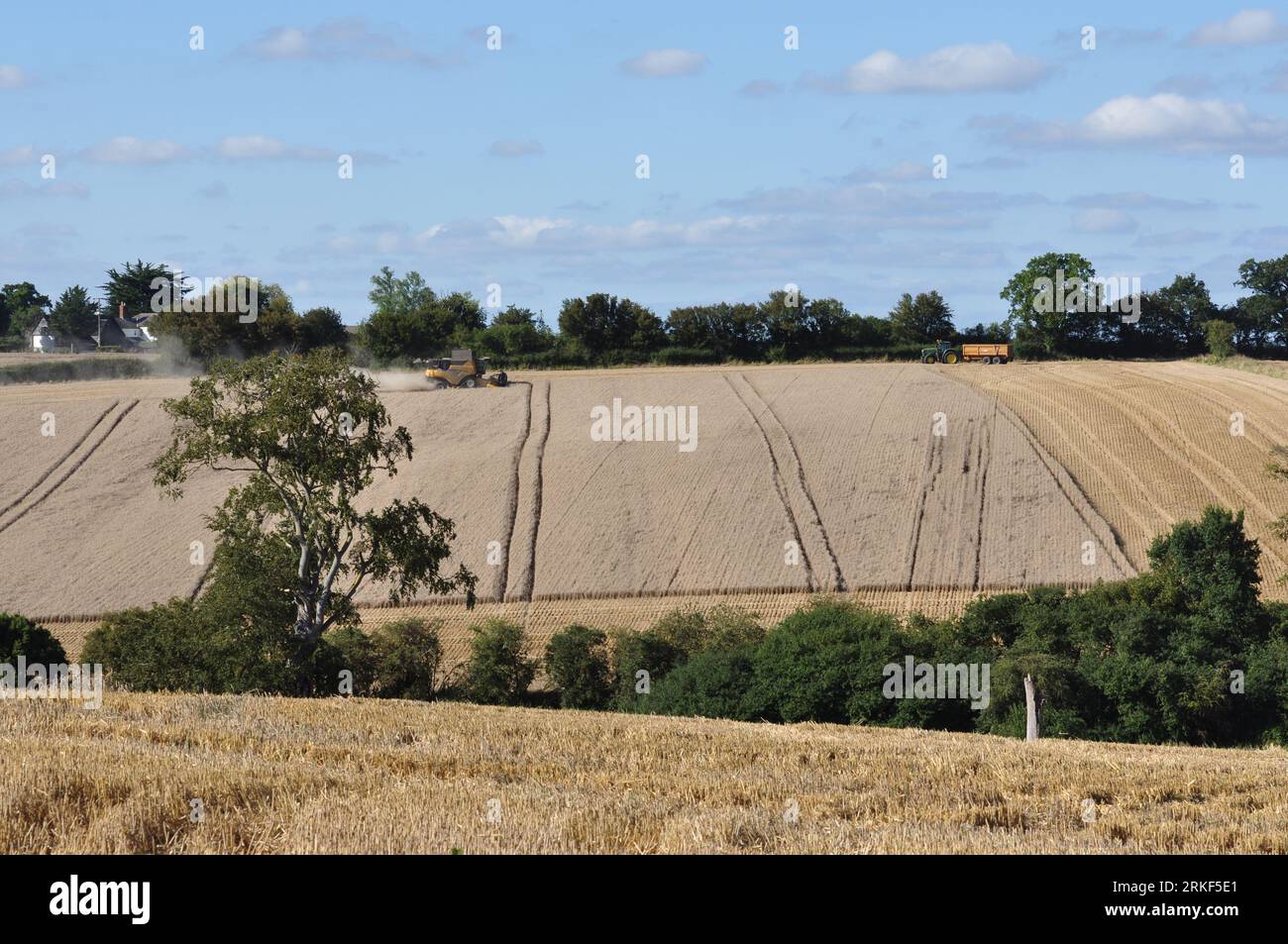 Harvest north of Glemsford, Suffolk, England, UK Stock Photo Alamy