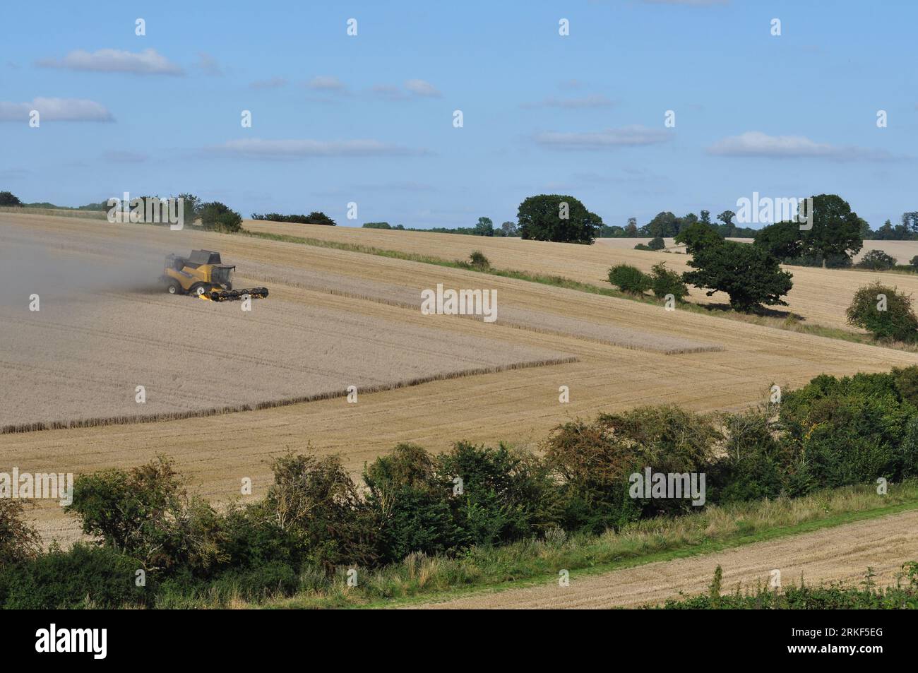 Harvest north of Glemsford, Suffolk, England, UK Stock Photo Alamy