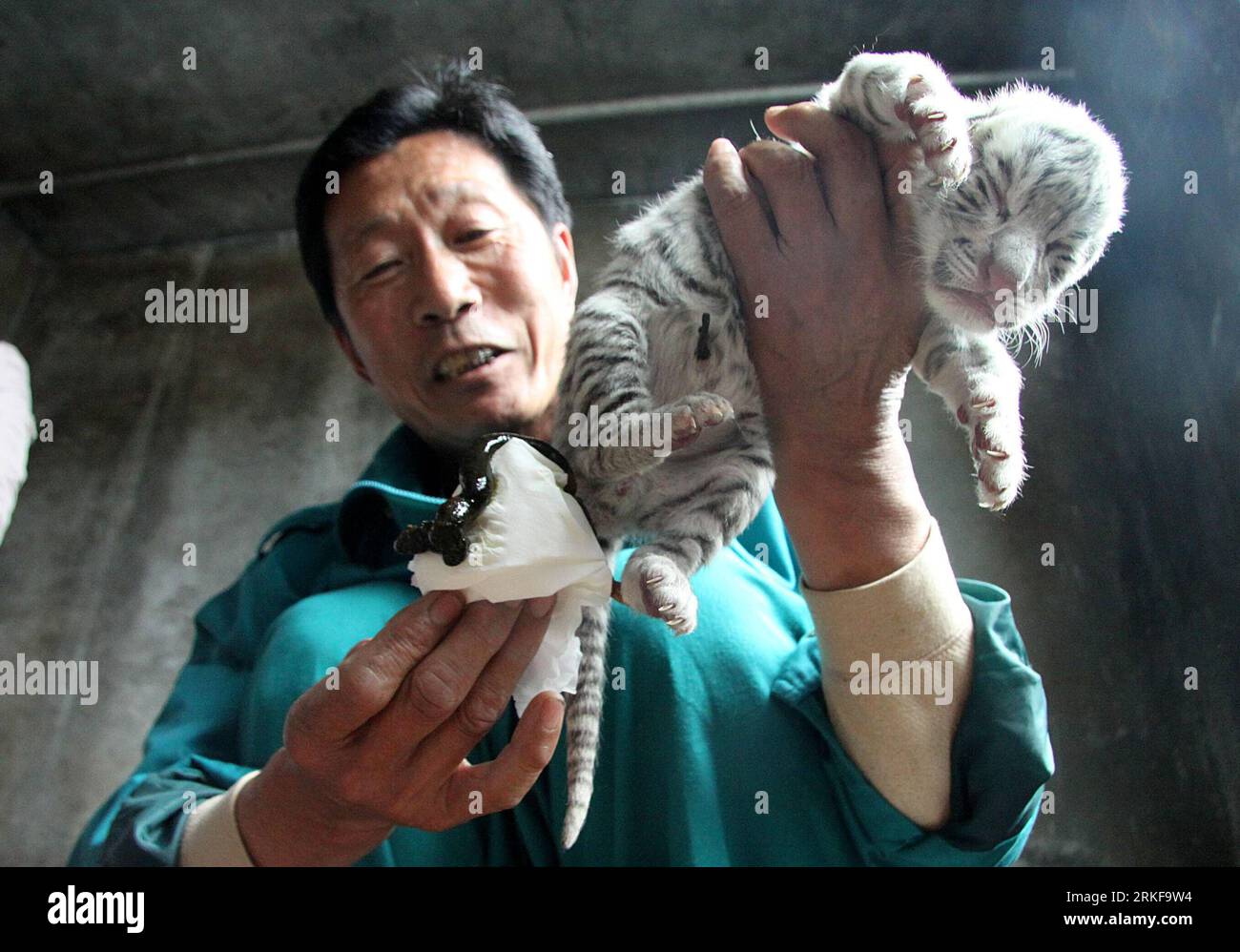 Tiger cubs in china eight year old hi-res stock photography and images -  Alamy
