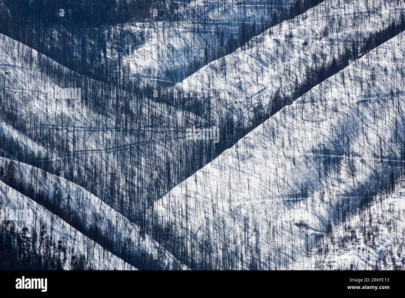 Old logging roads and a burned forest caused by the Lolo Peak Fire, MT ...