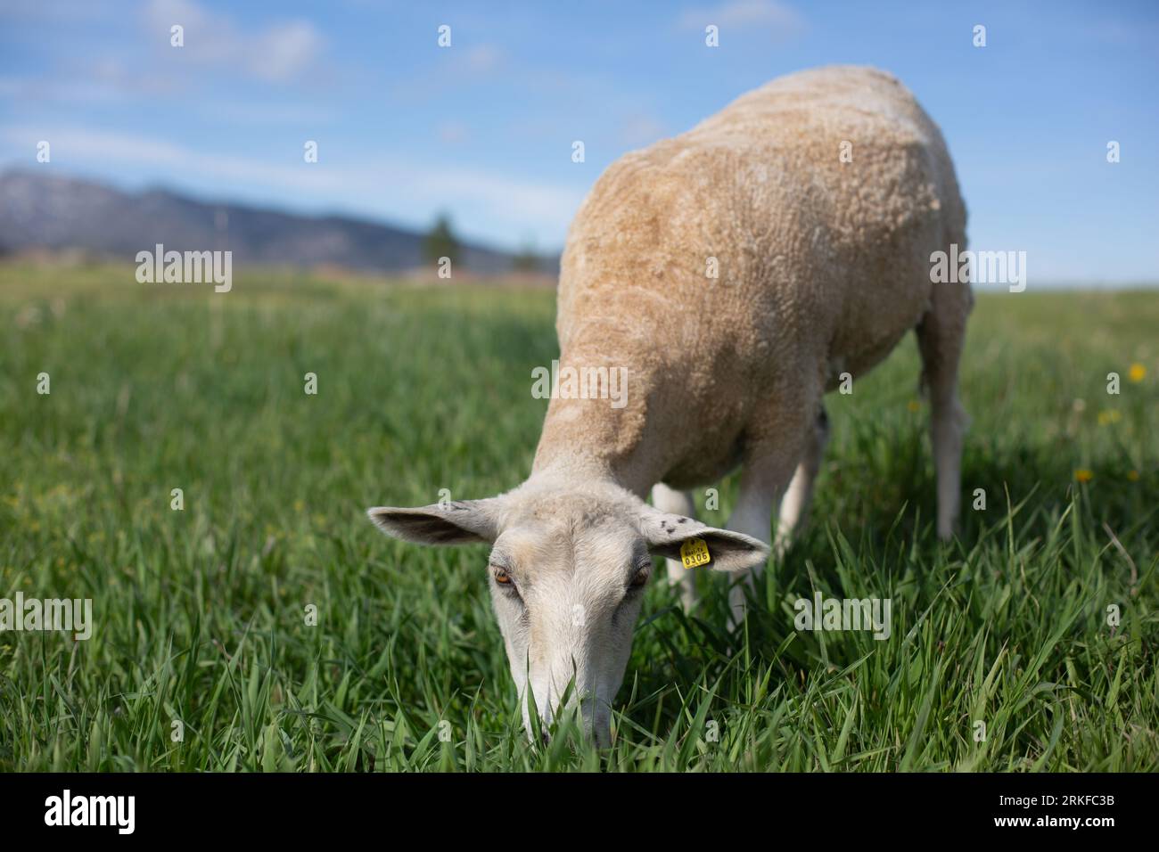 Sheep eating in green field full of grass Stock Photo - Alamy