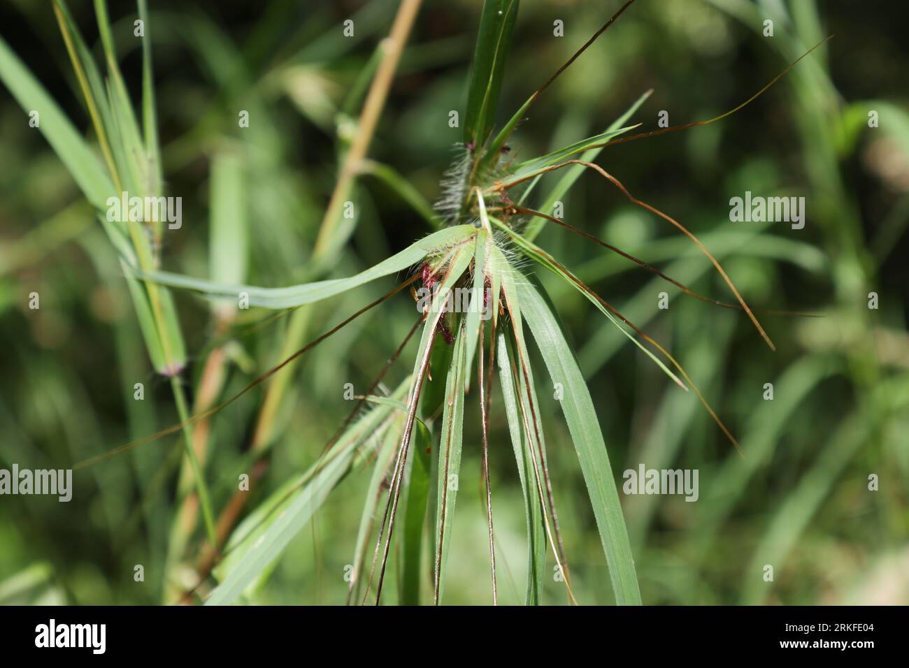 Close up view of an inflorescence with seeds of a Heteropogon Contortus Ayurvedic plant Stock Photo