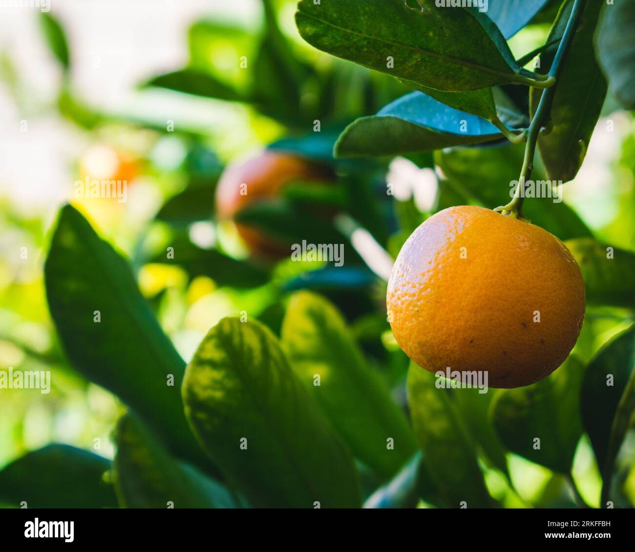 small orange clementine mandarin tangerine in fruit tree orchard Stock