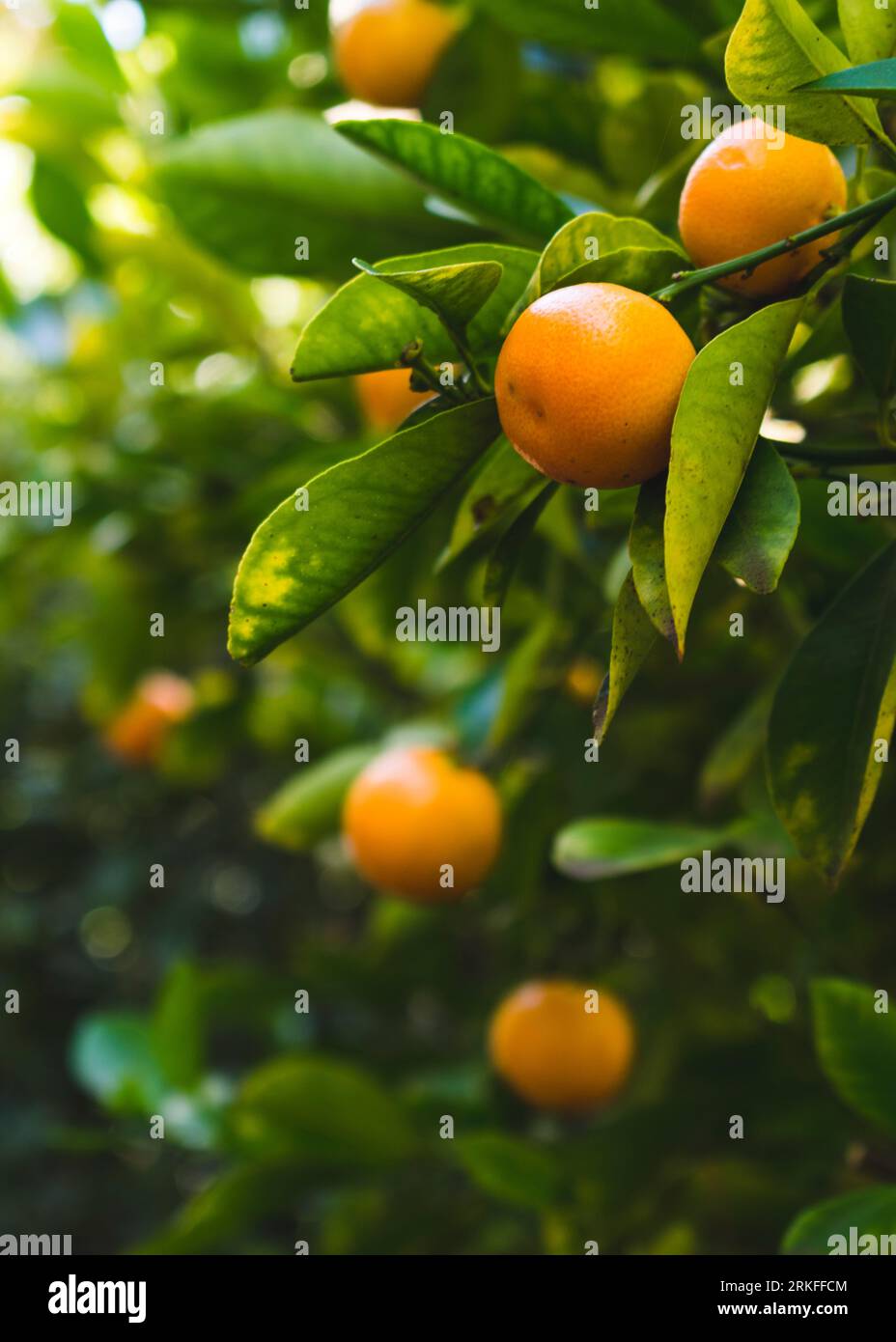 small orange clementine mandarin tangerine in fruit tree orchard Stock Photo Alamy