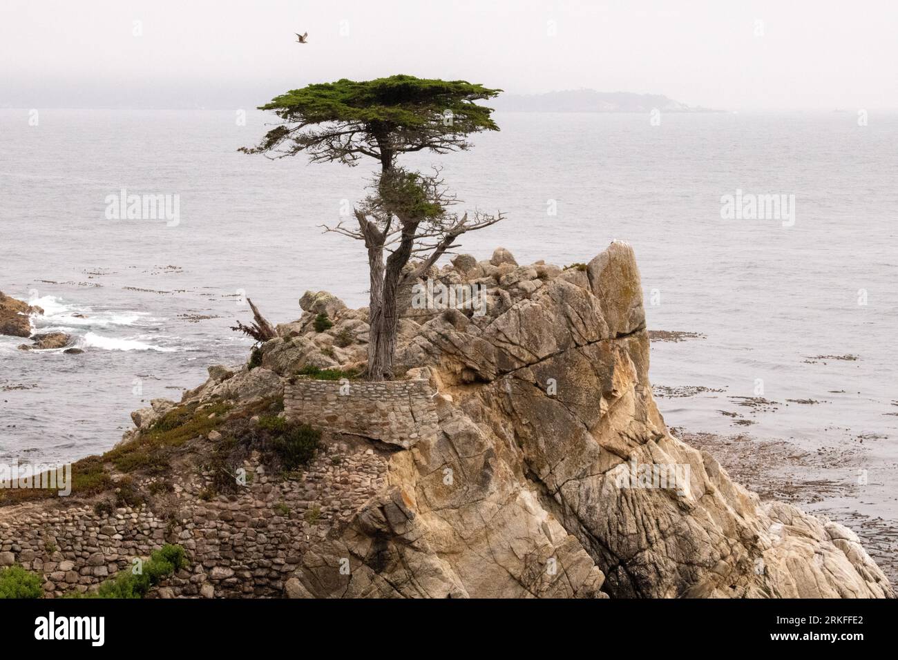 The Lone Cypress Stock Photo