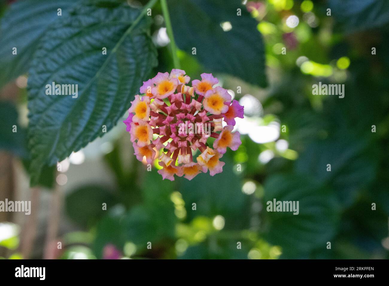 Colourful flowers hi-res stock photography and images - Alamy
