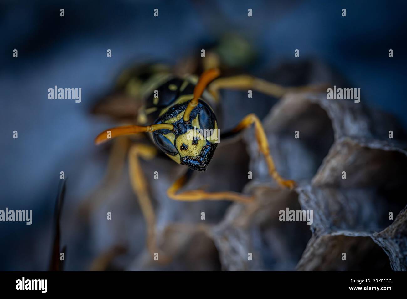 Yellow black bee stands hi-res stock photography and images - Alamy