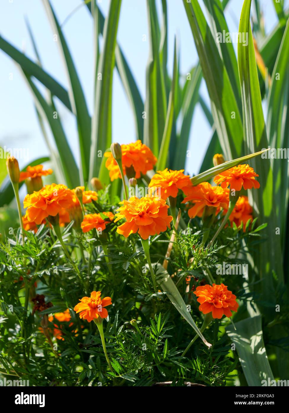 Nice flowers hi-res stock photography and images - Alamy