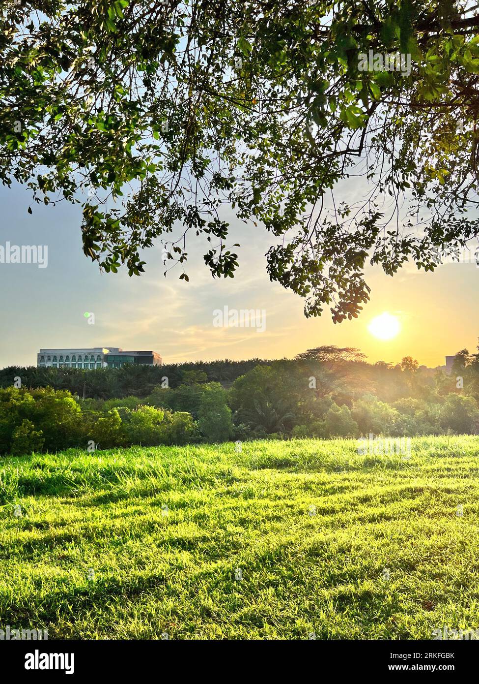 A lush green grass field with a city skyline in the background Stock ...