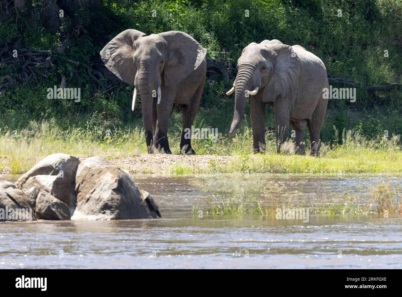 A pair of bull Elephants saunter along the banks of the Ruaha River. Bulls are more solitary than the females but often associate an bond. Stock Photo