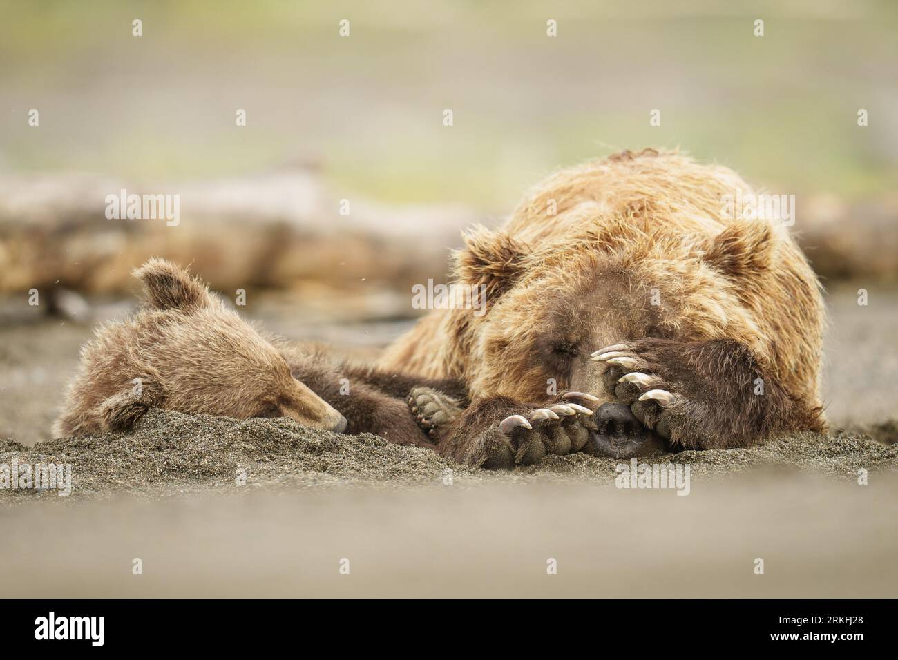 Bear Mother and Cub Napping Together Stock Photo