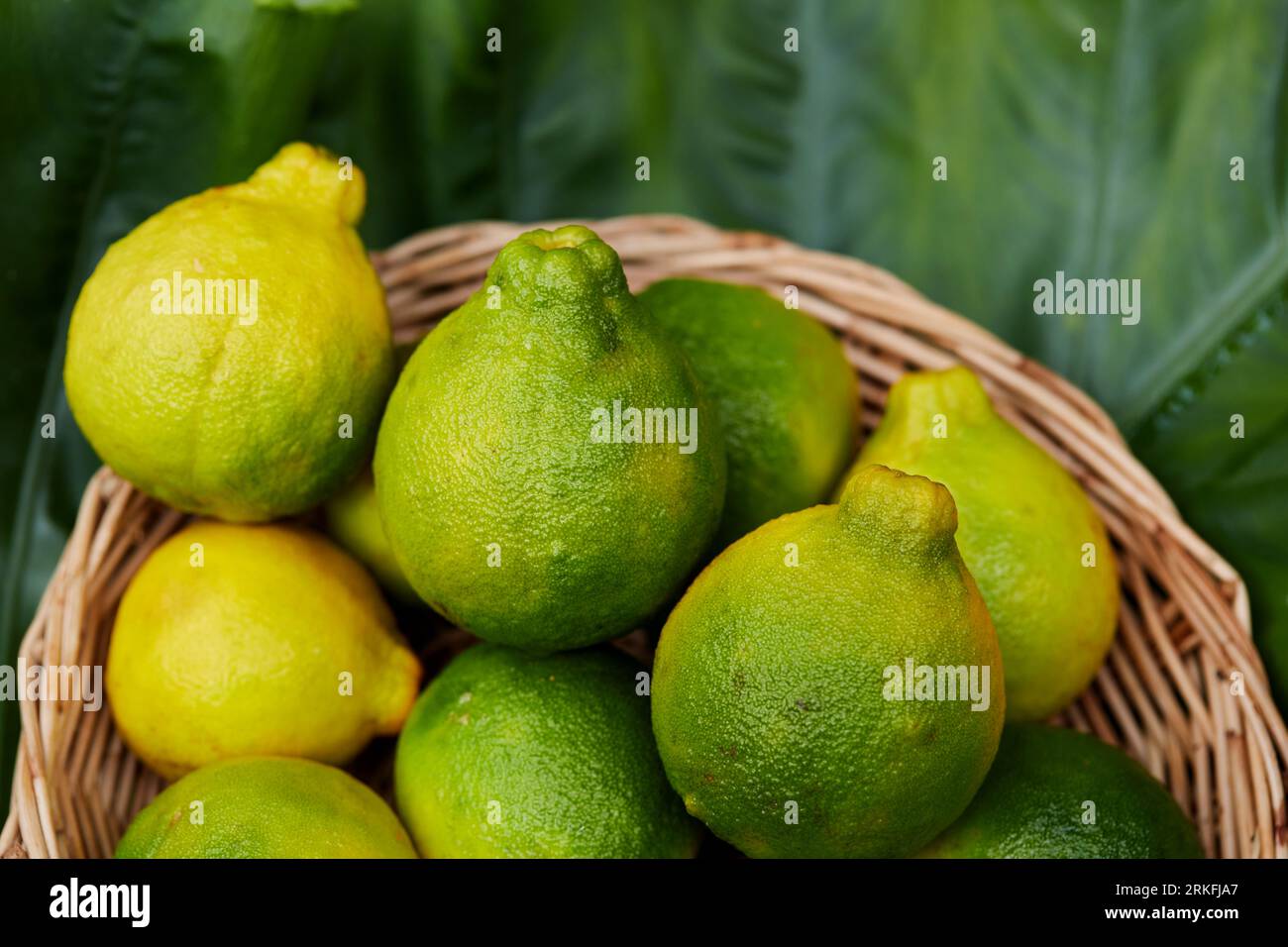 Ripe Neck Orange or Citrus reticulata Blanco fruit in wicker basket Stock Photo