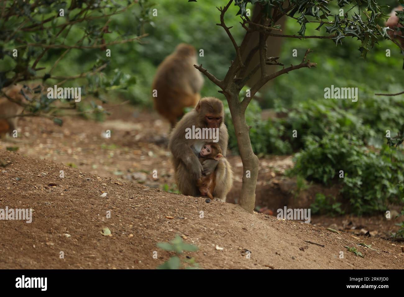 A group of primates in a lush, green forest Stock Photo - Alamy