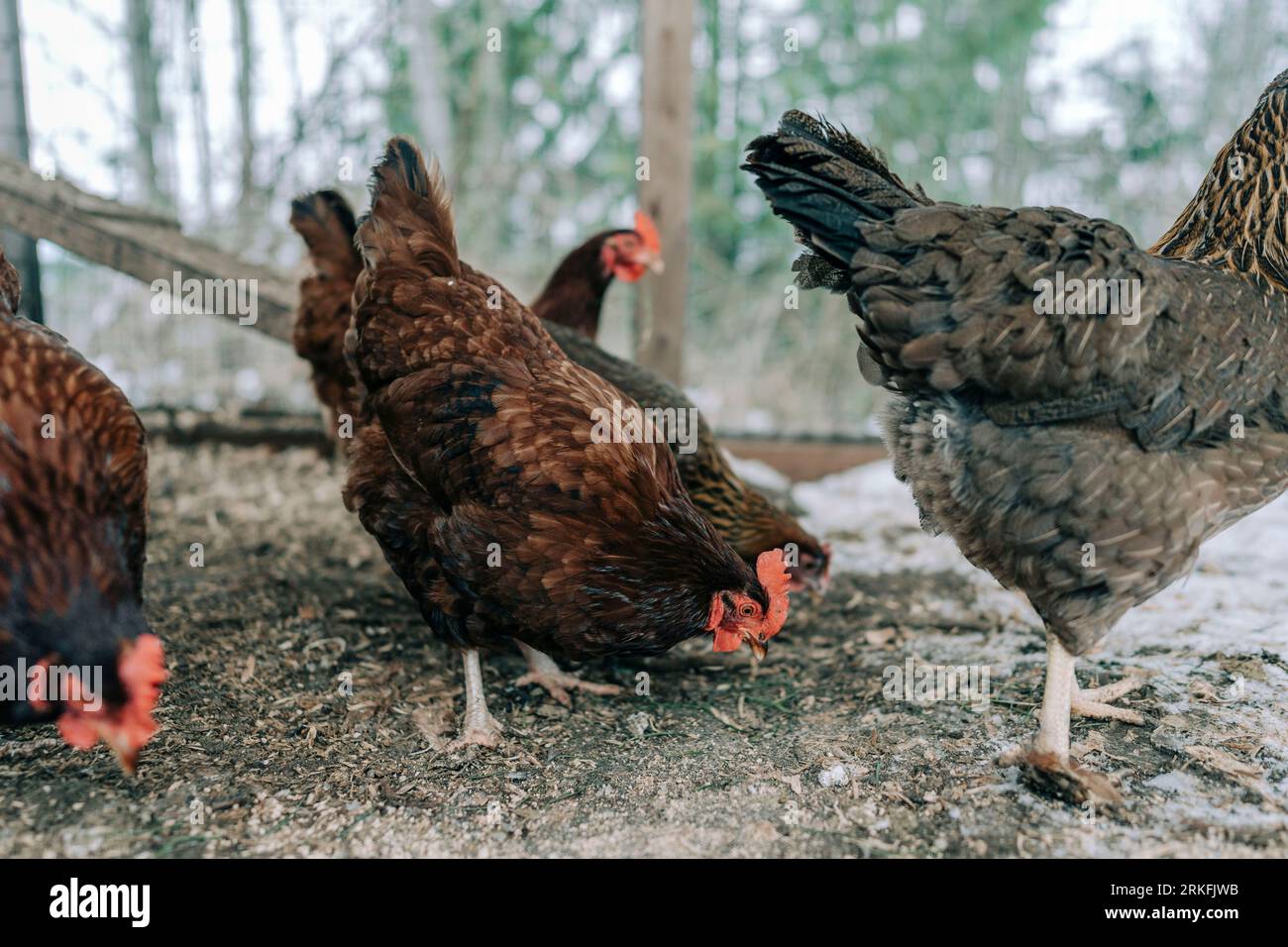 Multiple chickens inside chicken coop with snow on the ground Stock