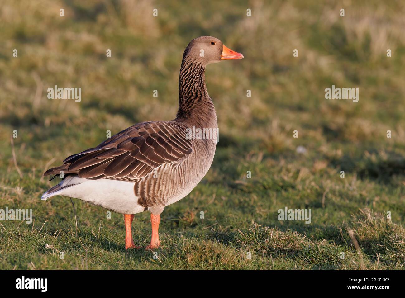Greylag Goose, Uitkerke Polders, Belgium, February 2022 Stock Photo