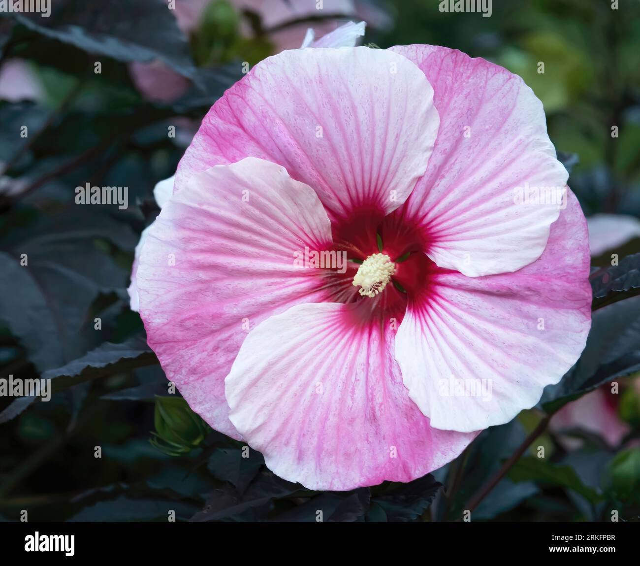 Pink hardy hibiscus hi-res stock photography and images - Alamy