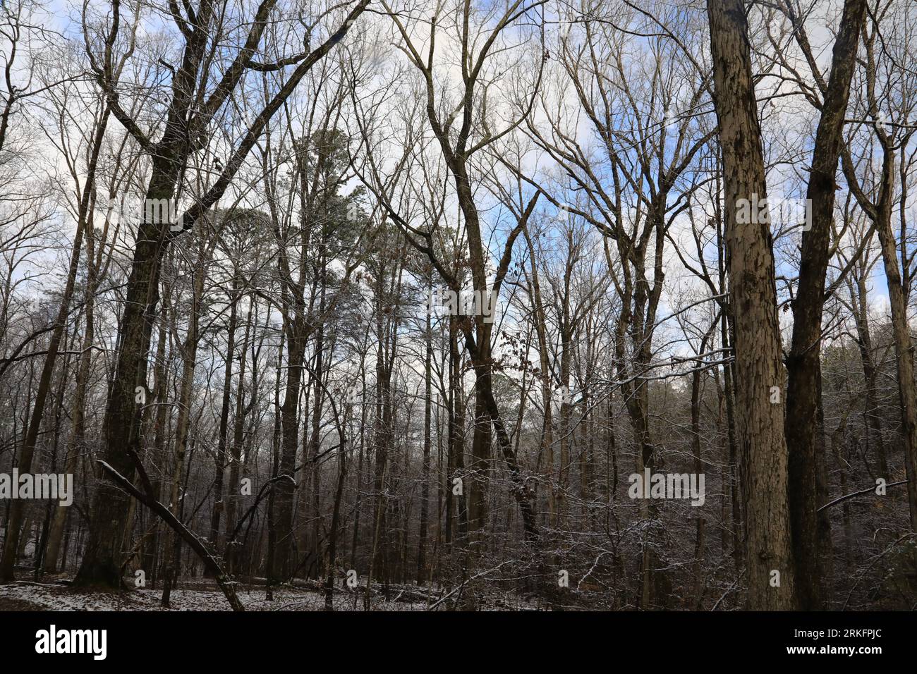 Low angle view of dense tree cover Stock Photo