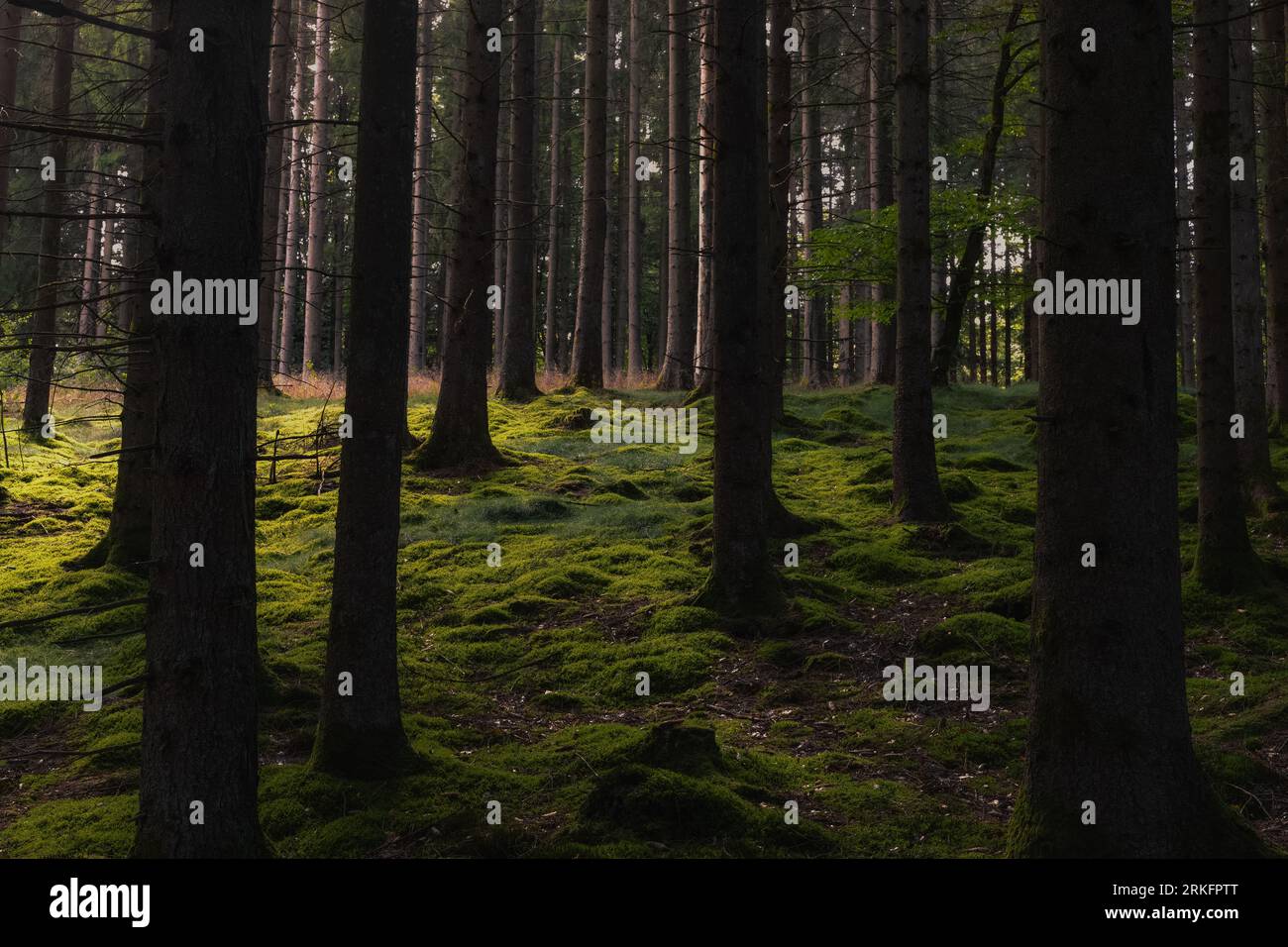 Aerial view green vegetation forest hi-res stock photography and images ...