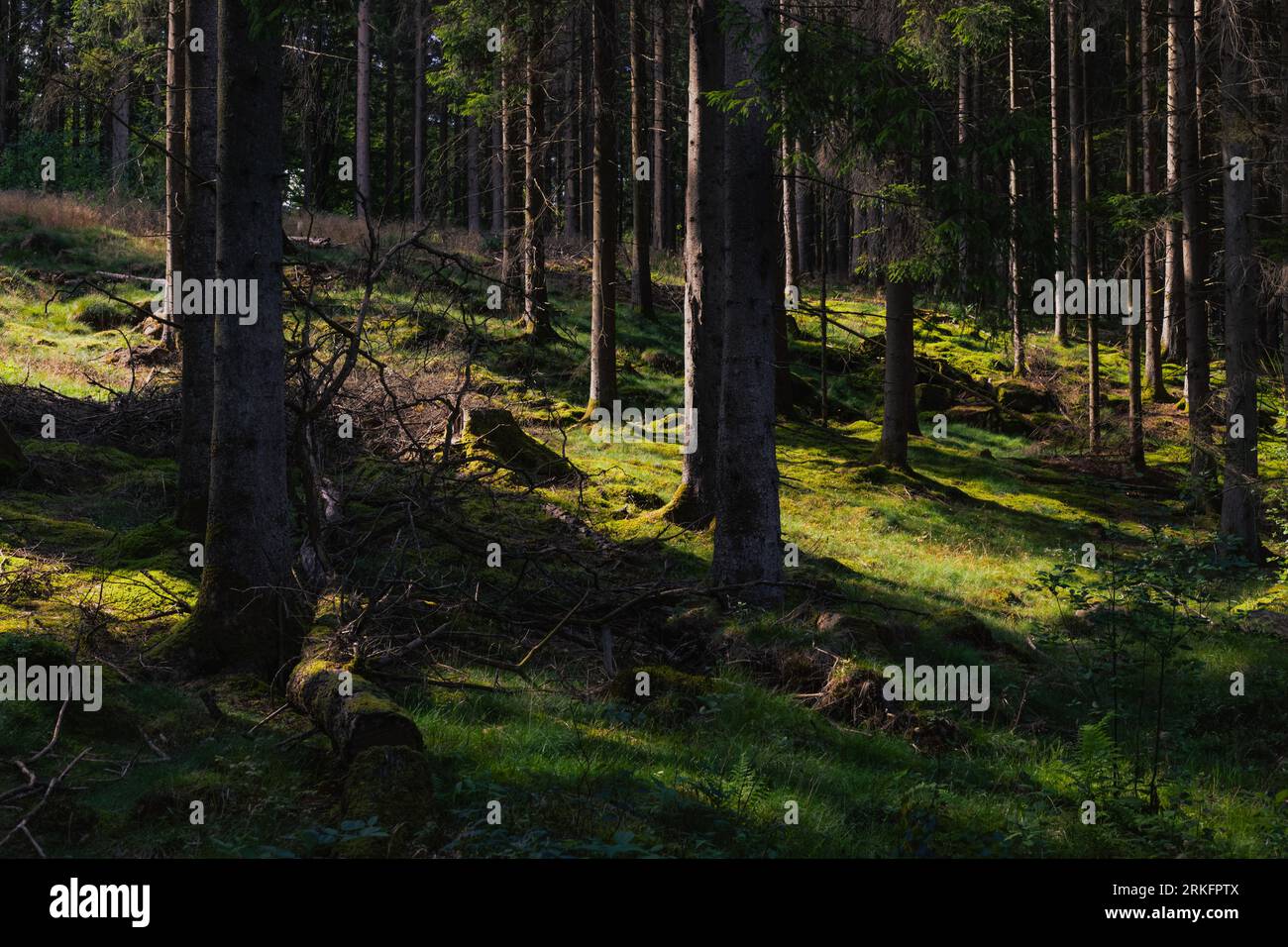 Serene view lush green hi-res stock photography and images - Alamy