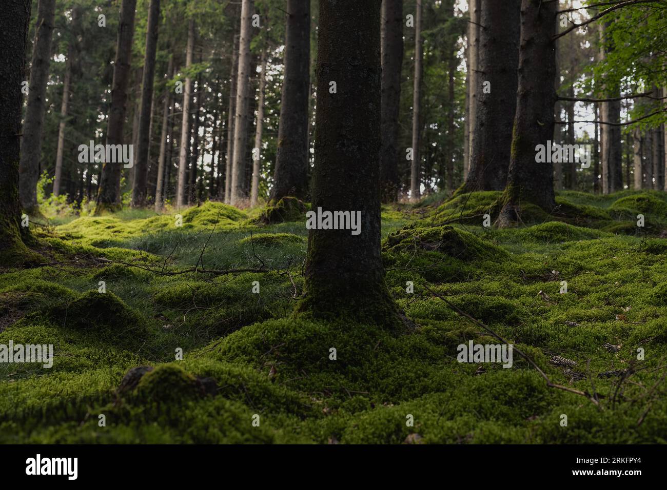 Serene view lush green hi-res stock photography and images - Alamy