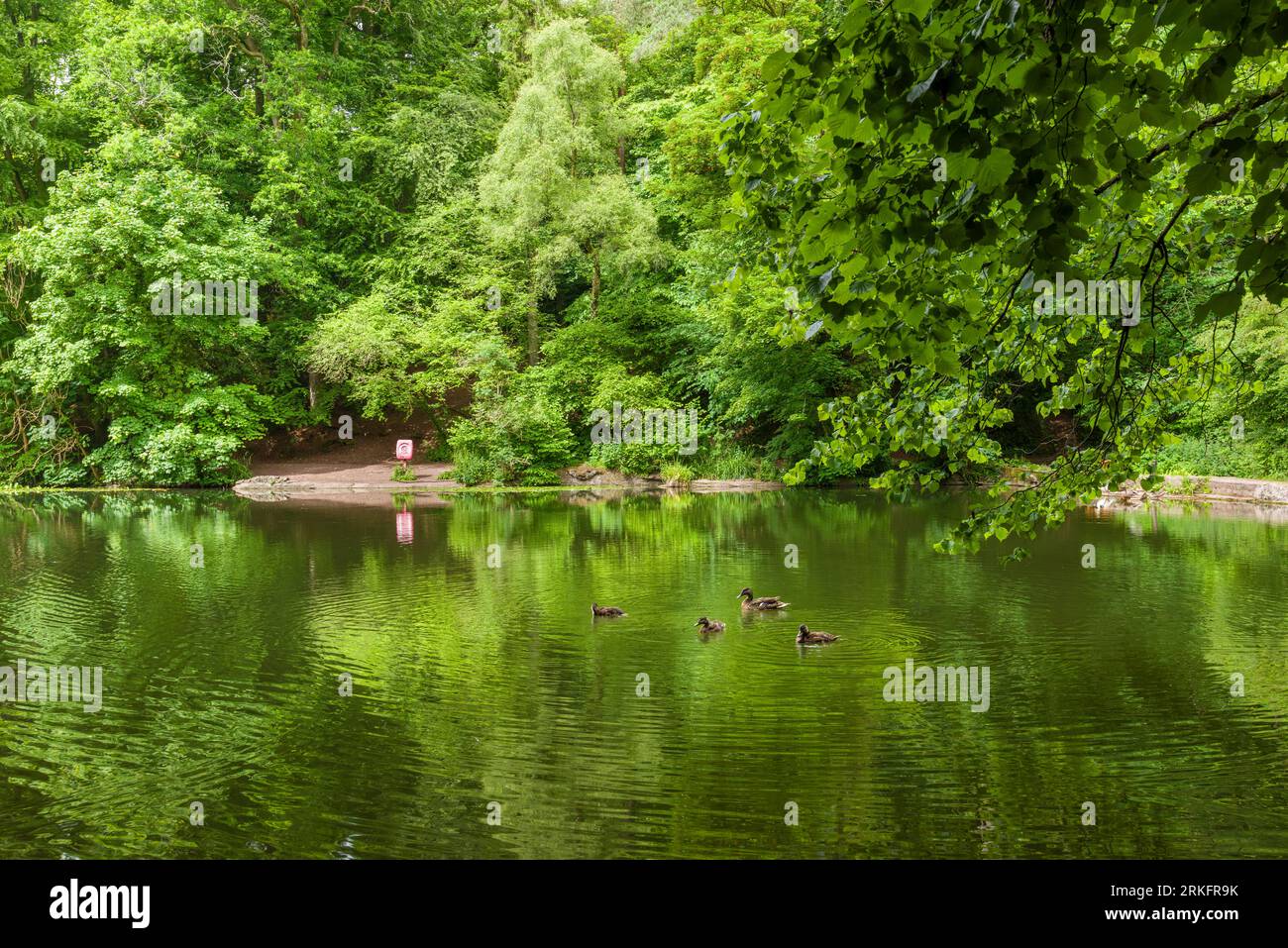 Abbots Pool surrounded by woodland, a local nature reserve at Abbots