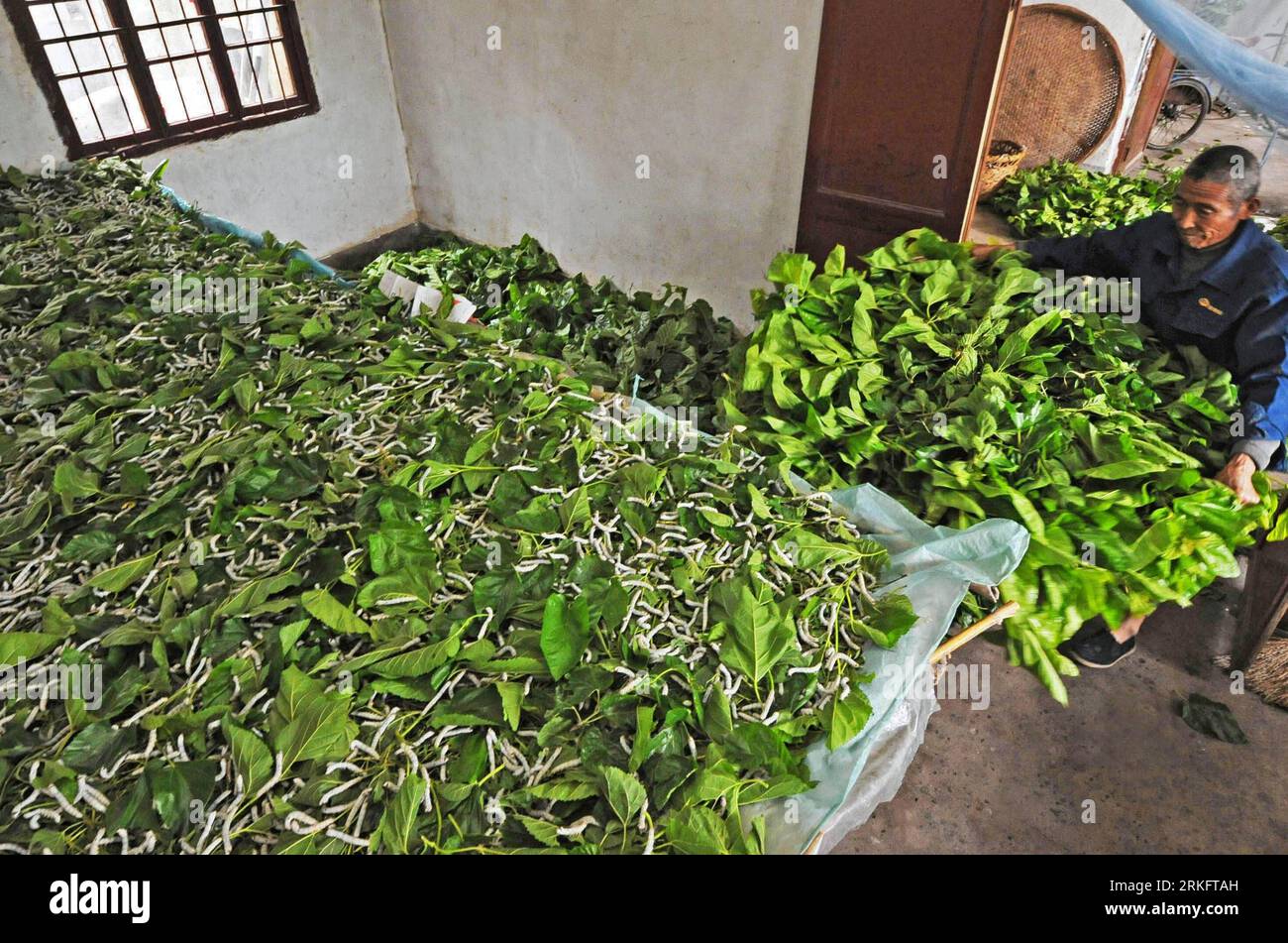 Bildnummer: 55455325  Datum: 23.05.2011  Copyright: imago/Xinhua (110614) -- HUZHOU, June 14, 2011 (Xinhua) -- Silkgrower Tu A lin spreads mulberry leaves to feed larvae at Jili Village in Nanxun Township of Huzhou City, east China s Zhejiang Province, May 23, 2010. (Xinhua/Tan Jin) (ljh) (BRIDGING WE)CHINA-ZHEJIANG-URBANIZATION-SORROWS IN THE HOME OF SILK (CN) PUBLICATIONxNOTxINxCHN Gesellschaft Fotostory Seide Seidenproduktion xcb 2011 quer o0 Maulbeeren, Fütterung, Seidenraupen    Bildnummer 55455325 Date 23 05 2011 Copyright Imago XINHUA  Huzhou June 14 2011 XINHUA silkgrower TU a Lin Spre Stock Photo