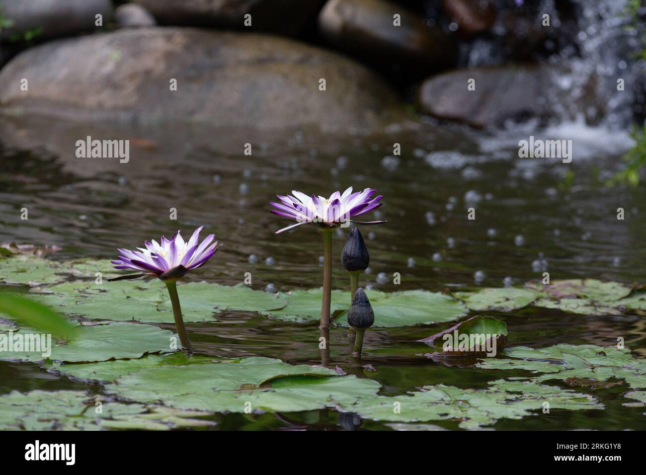 Egyptian lilies hi-res stock photography and images - Alamy