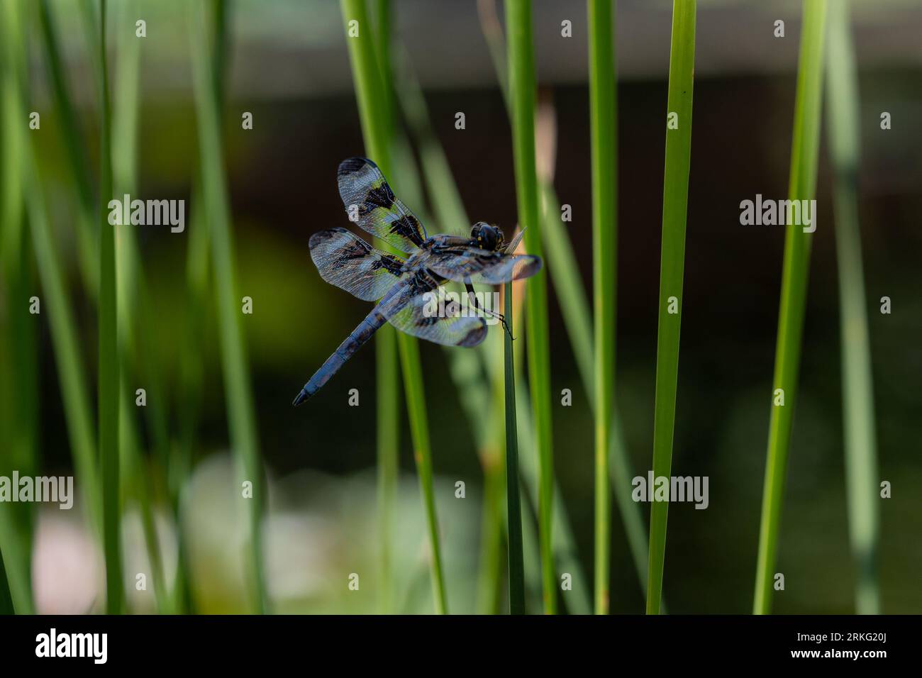 A macro close-up of a dragonfly with its wings stretched out on the ...