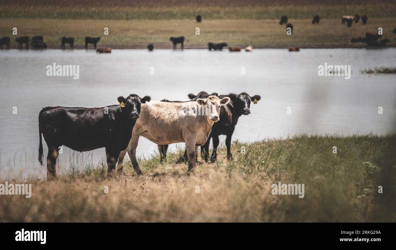 A herd of cows grazing peacefully in a lush green meadow, near a lake ...
