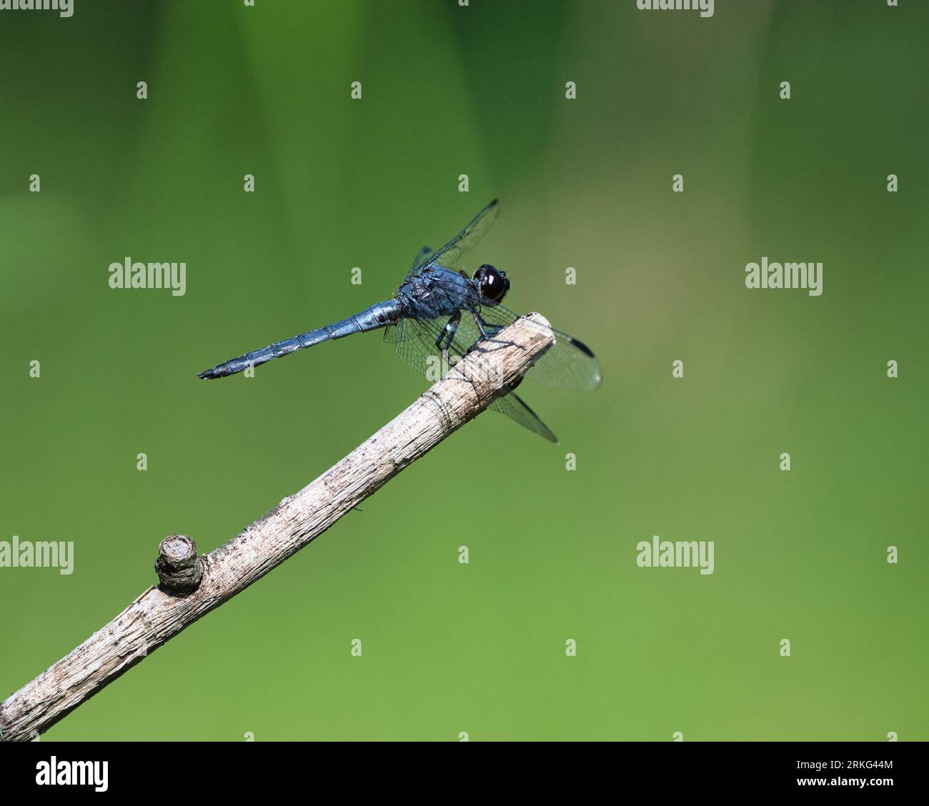 Dragonfly wings spread wide hi-res stock photography and images - Alamy