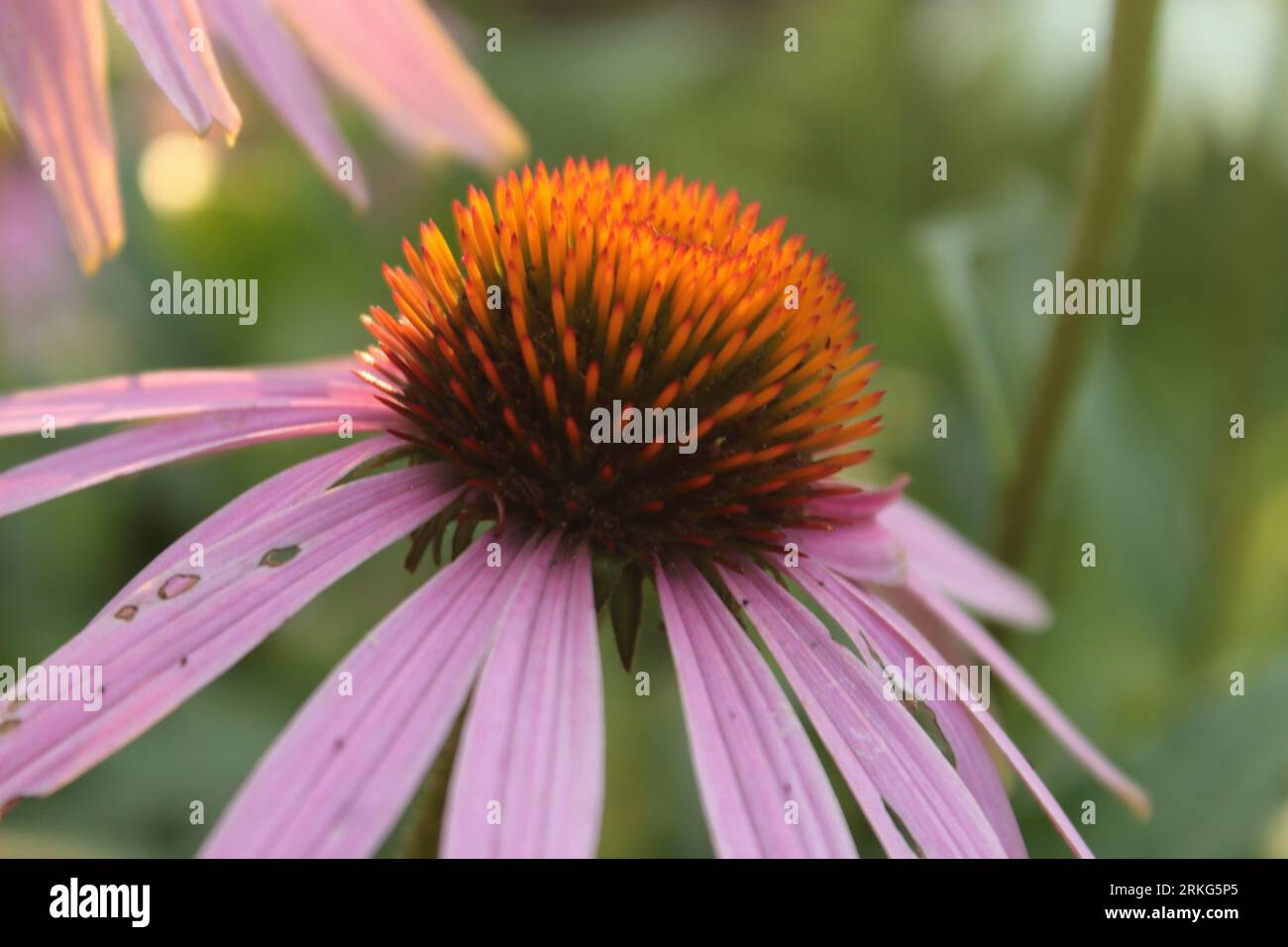 Pink Cone Flowers Echinacea Warm Spring Summer Bright Colorful Garden
