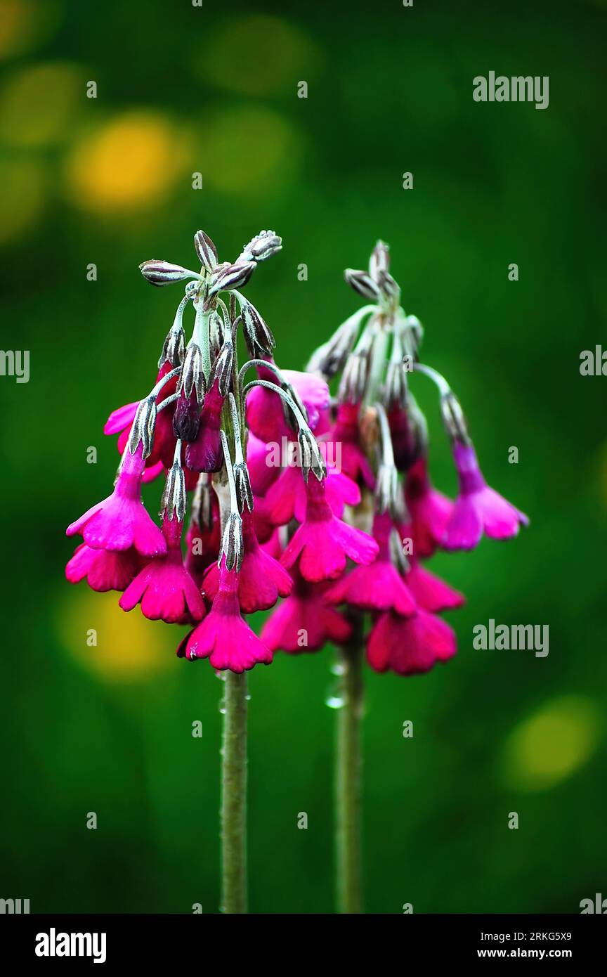 A vertical selective focus shot of blooming pink primula secundiflora flowers Stock Photo