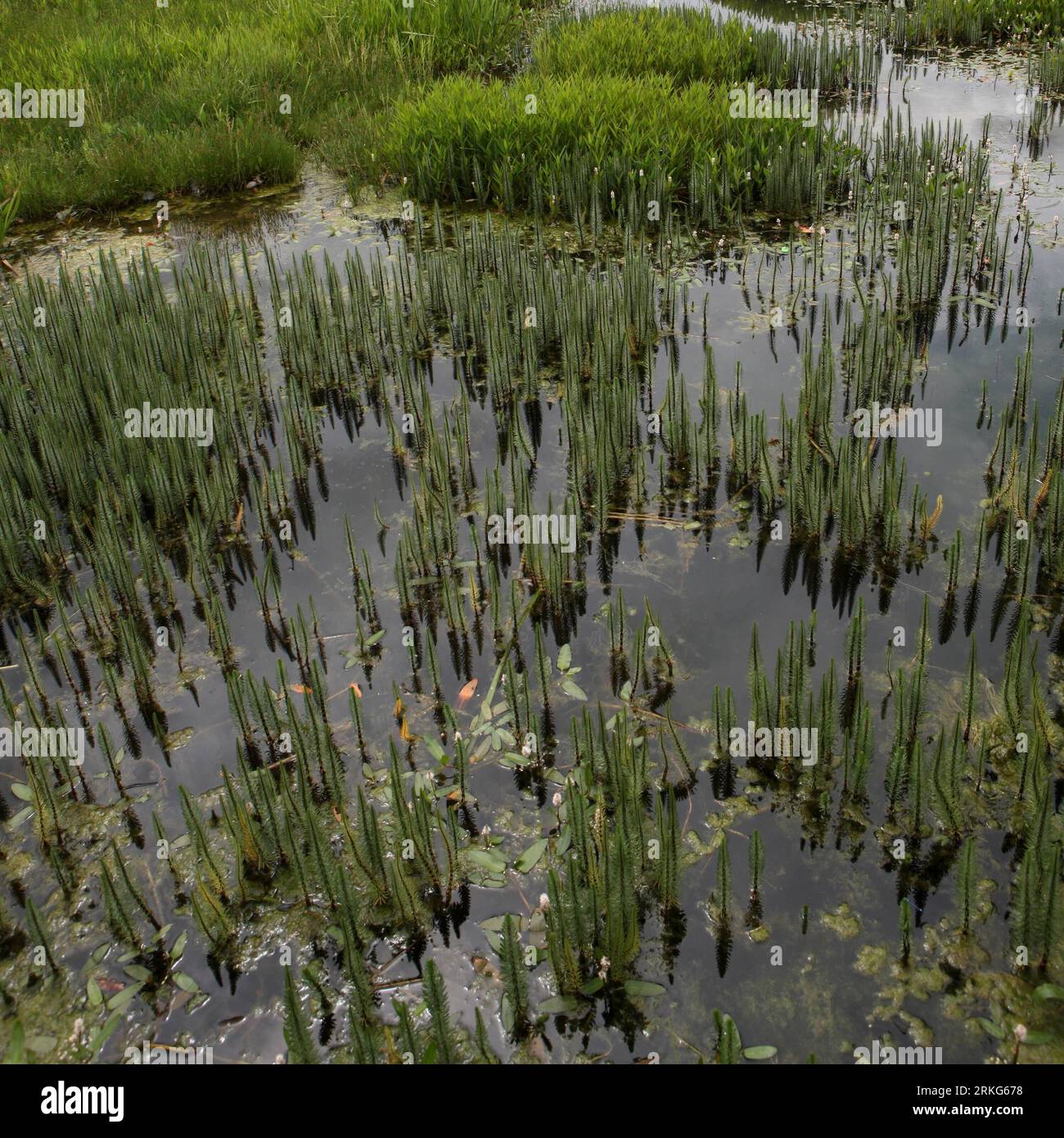 Quadrat grass hires stock photography and images Alamy