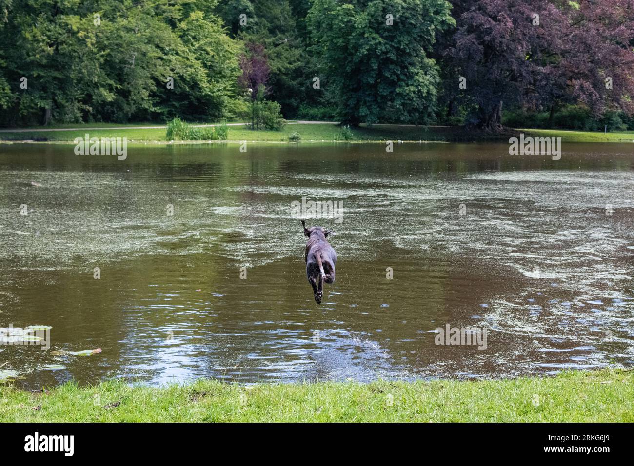 Flying dog into the pond Stock Photo