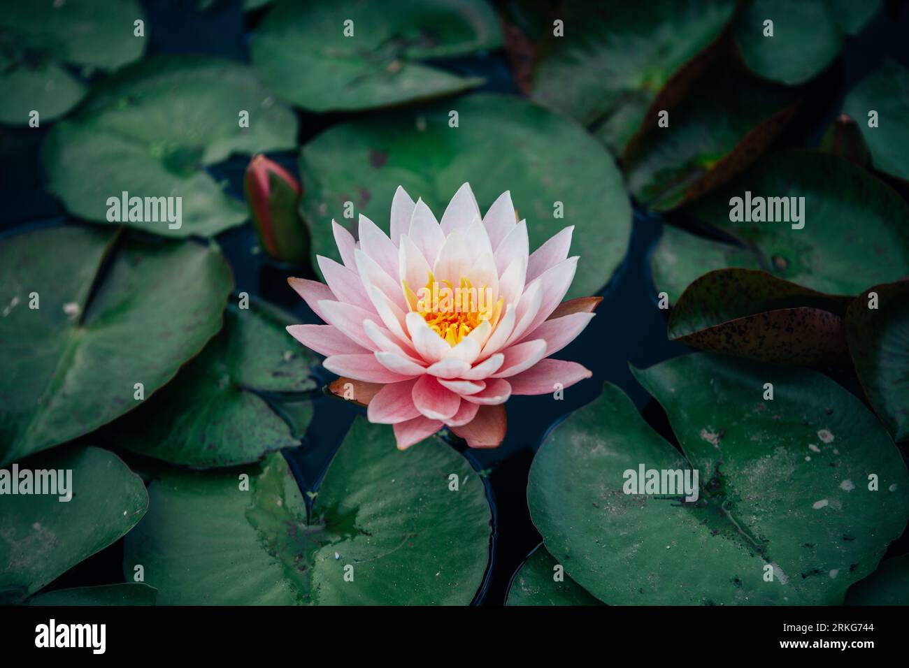 A closeup shot of a blooming water lily flower in a pond with lotus leaves Stock Photo