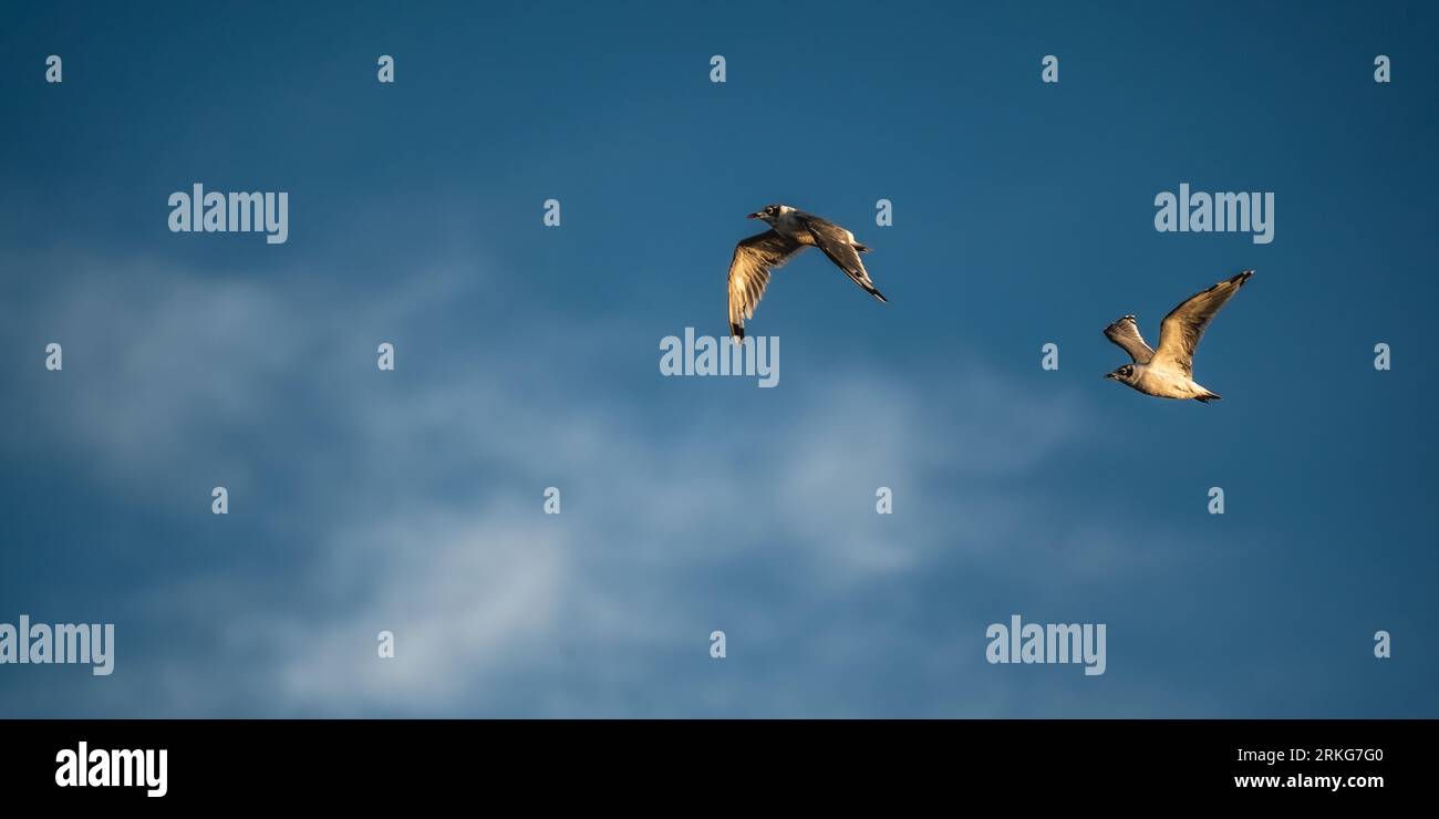 A group of birds soaring through a clear blue sky, Salt Lake City ...
