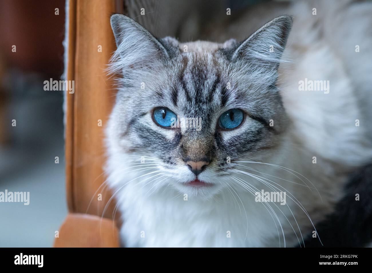 Cat's close-up Stock Photo