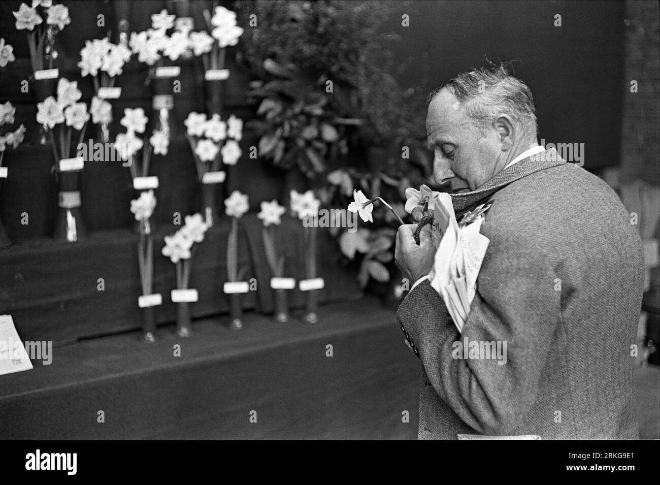 Flower Show 1960s UK. The Royal Horticultural Society flower show, a member of the public makes himself a buttonhole with some competition Narcissi. Westminster, London, England circa May 1968. HOMER SYKES Stock Photo