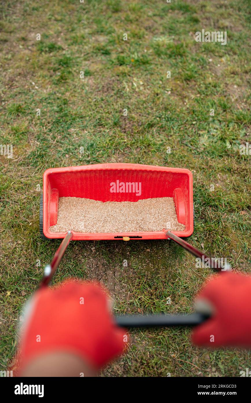 A person using a metal garden rake to fill a red wagon with grain Stock ...