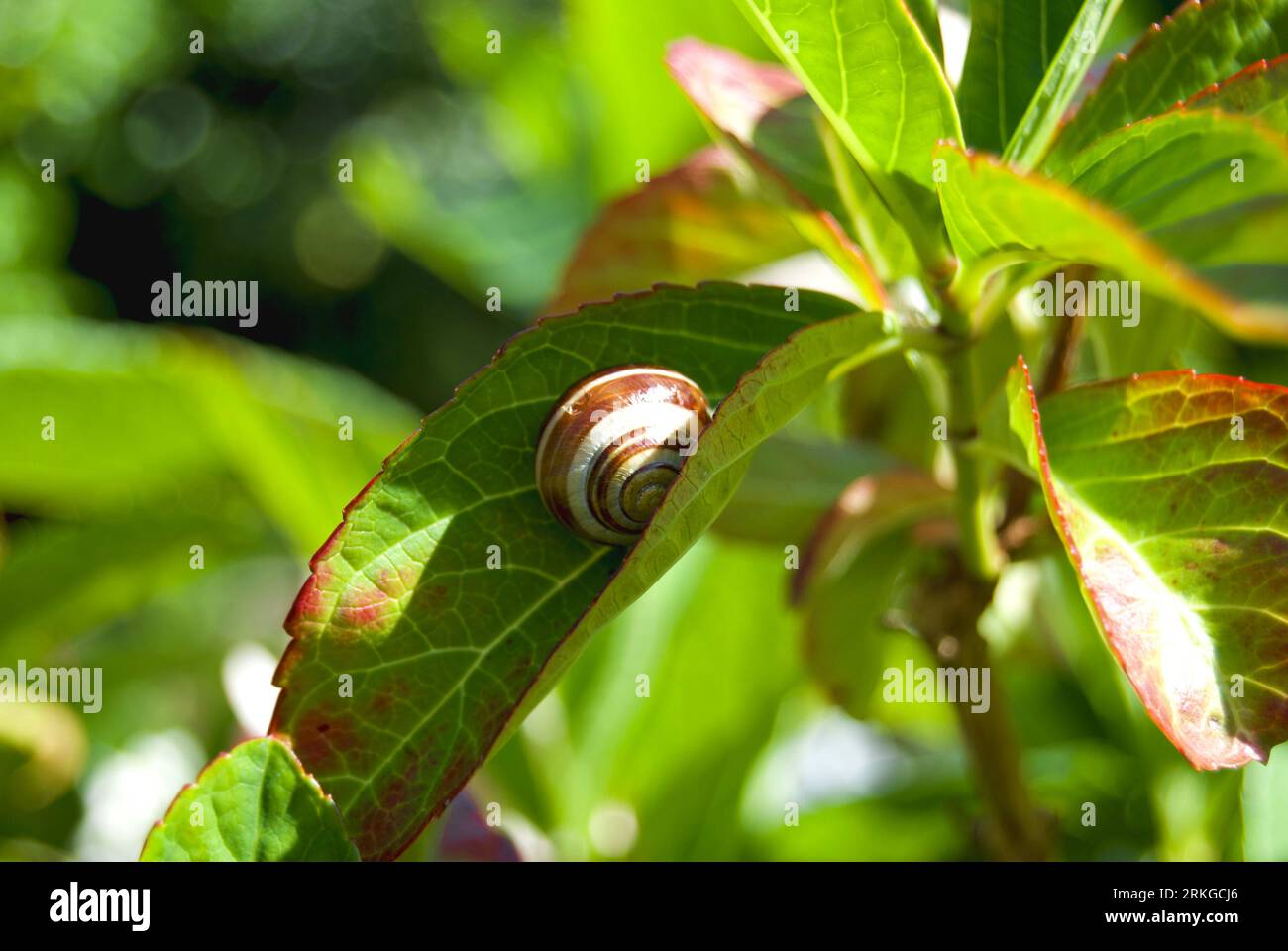 Caramel coloured Snail on a Hydrangea leaf Stock Photo